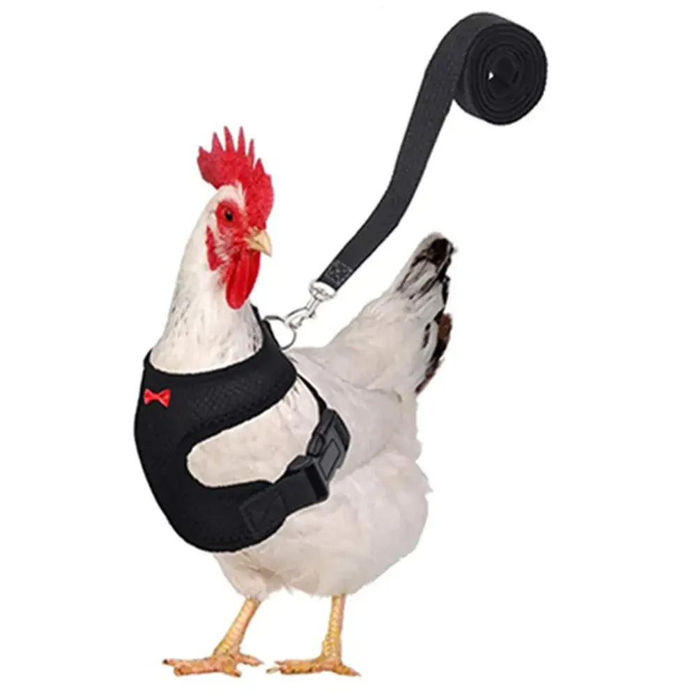 Black breathable chicken harness with red bow detail and matching leash for comfortable poultry outdoor walks