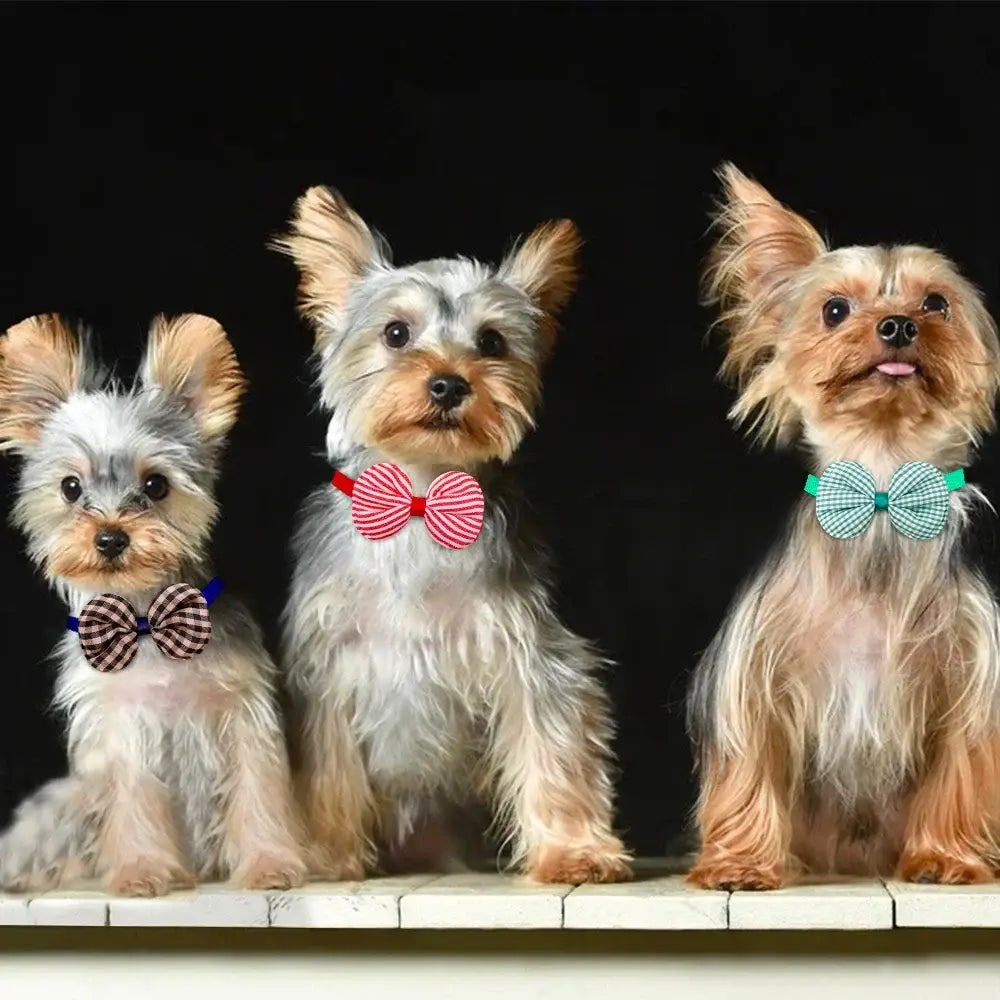 Three yorkshire terriers wearing distinctively patterned stripe bow tie collars from small dog cat bowtie set