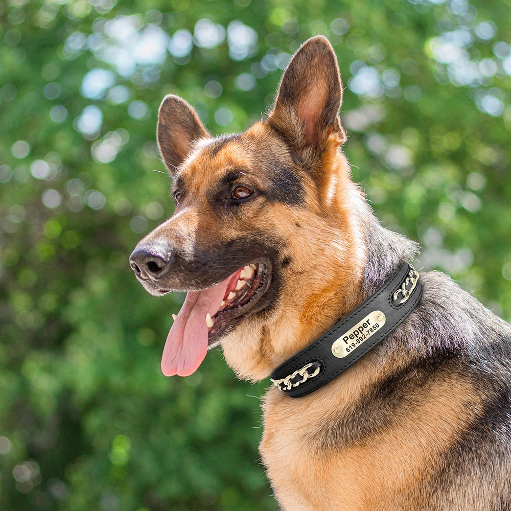 Personalized Engraved Leather Dog Collar and ID Nameplate