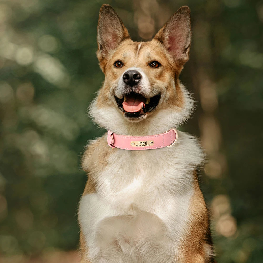 Personalized Leather Dog Collar with Engraved Nameplate