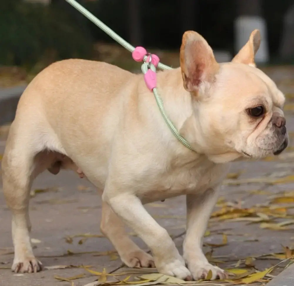 Adjustable Macaron Dog Slip Leash 160cm