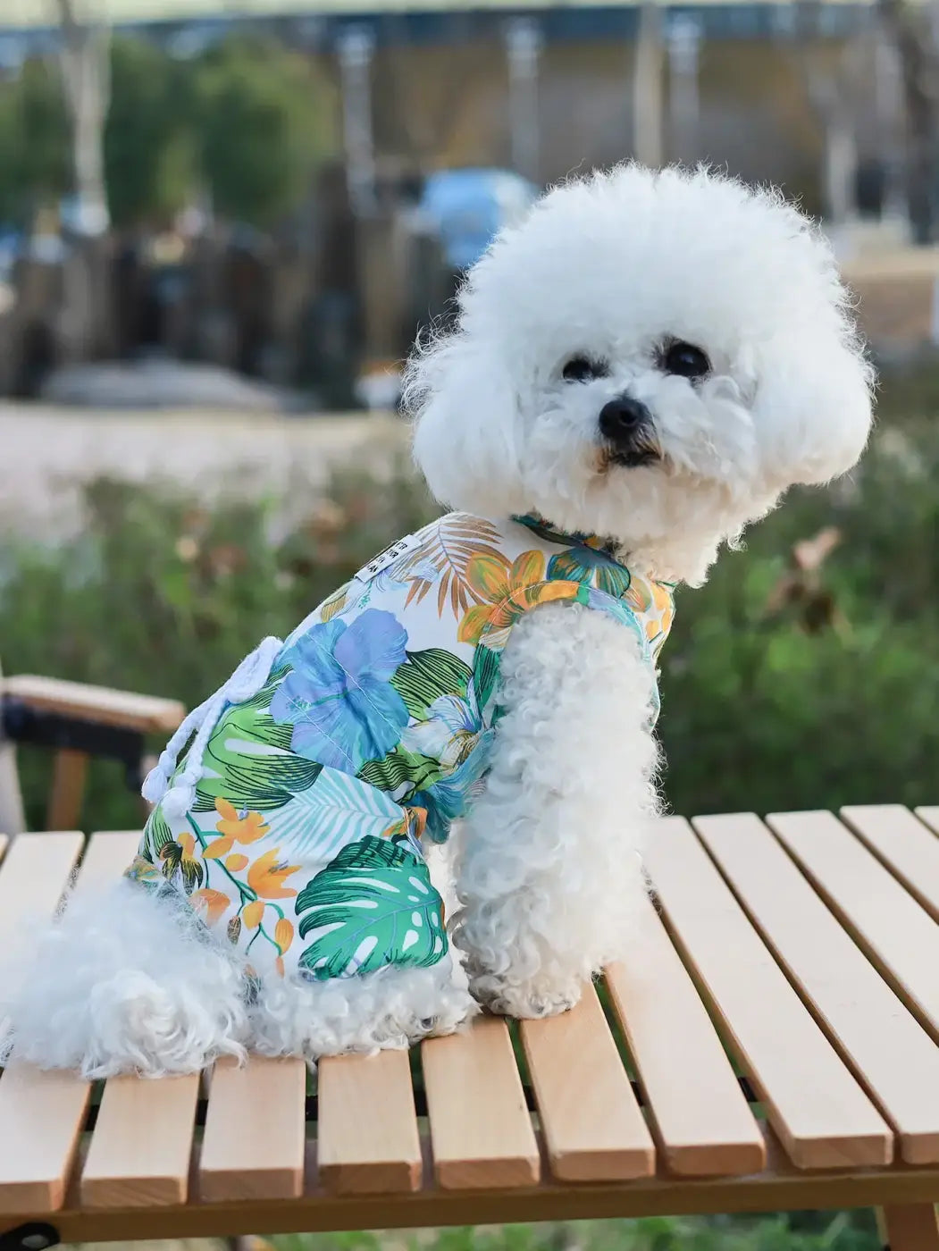 A fluffy white bichon frise wearing a vibrant tropical print blue green and yellow floral spring summer jumpsuit for small pets