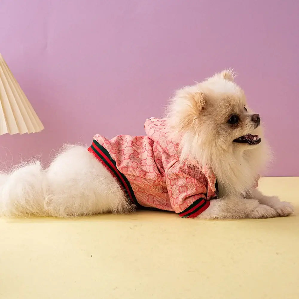 A fluffy white pomeranian wearing a pink Gucci hoodie with red and black striped trim luxury dog coat sweater