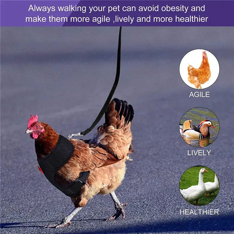 Black adjustable chicken harness and leash set with breathable vest and bow for comfortable poultry walking