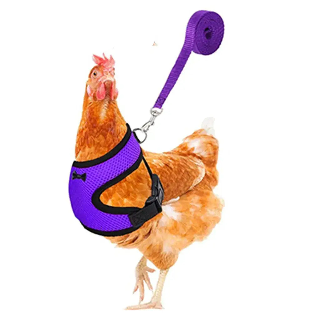 Purple mesh chicken harness with black trim and matching leash breathable comfortable poultry vest and leads