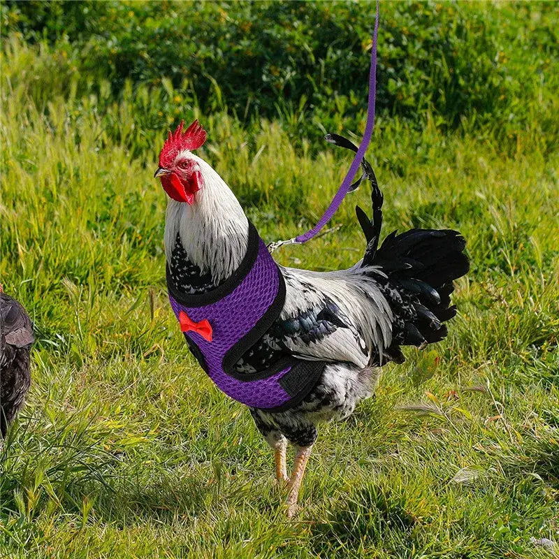 Purple mesh rooster harness with black trim and red bow breathable poultry vest matching collars and leads