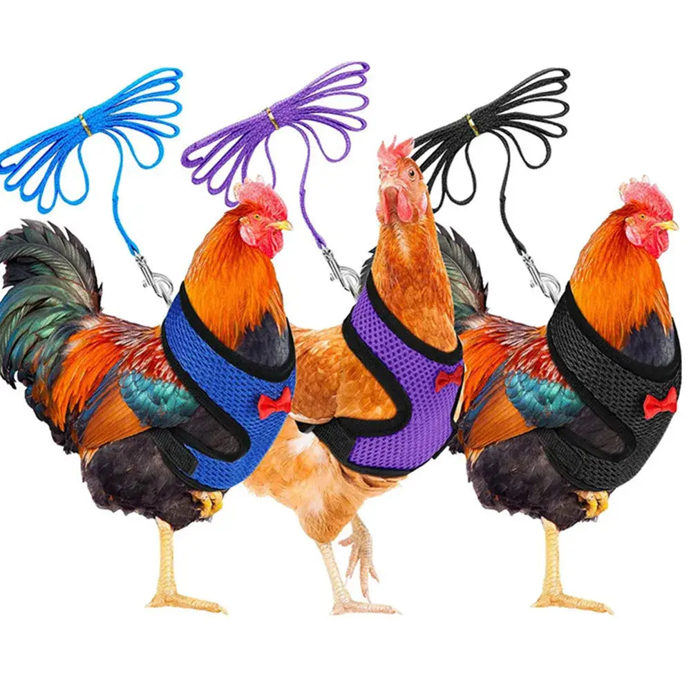Three chickens wearing colorful breathable mesh vests with matching leash attachments for comfortable poultry use