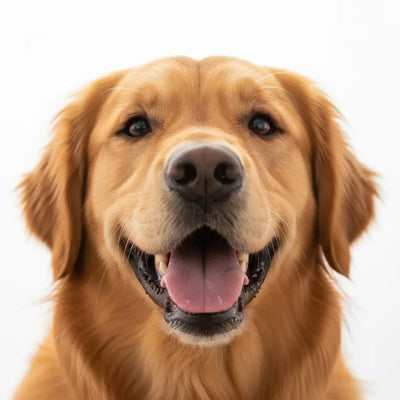 Dogs