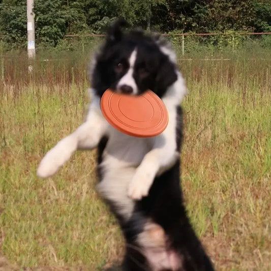 Black and white border collie holding an orange interactive silicone dog flying saucer toy frisbee in mouth