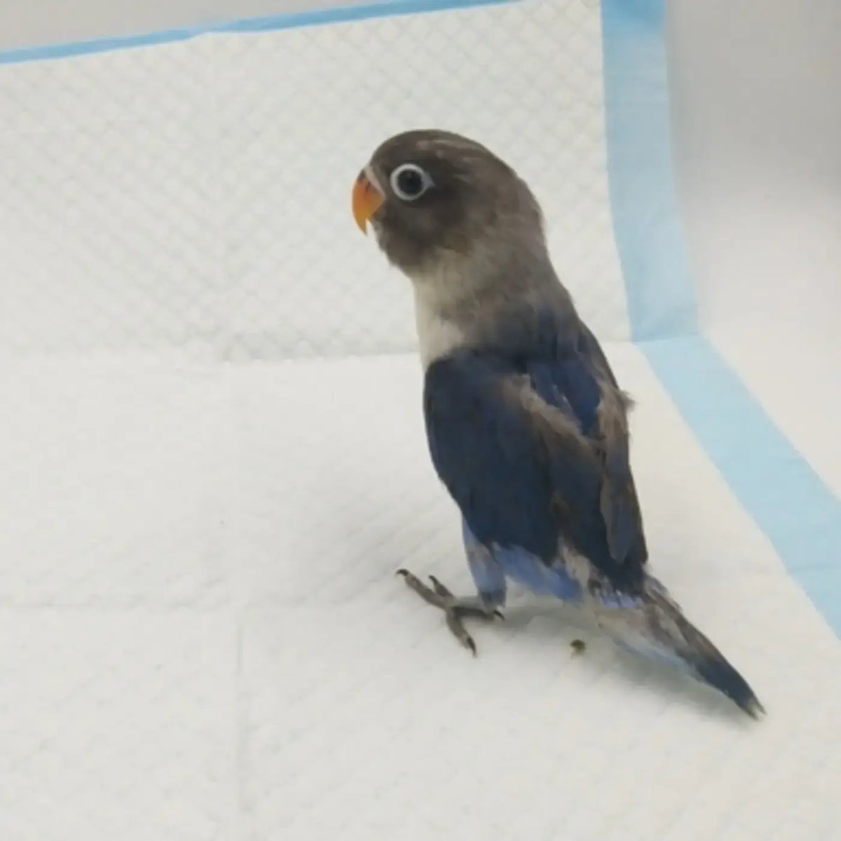 A small gray and blue lovebird with an orange beak standing on a white super absorbent parrot pee pad for bird cages
