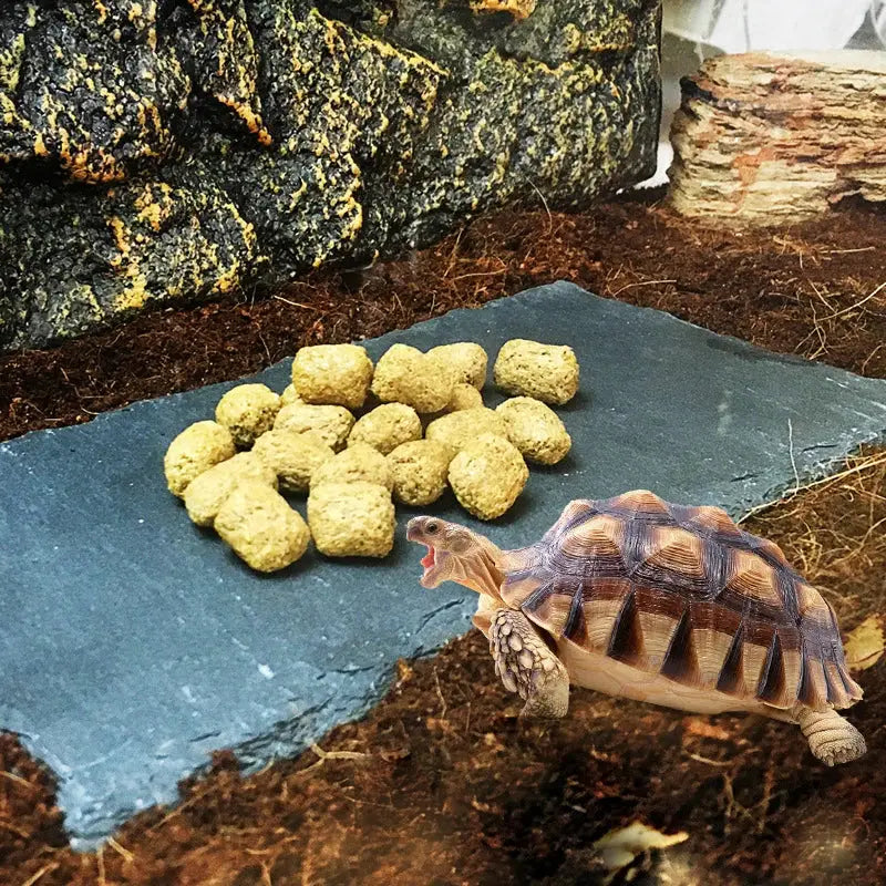 A tan and brown patterned tortoise stands on dark soil beside a natural rock tortoise slab mat food bowl plate