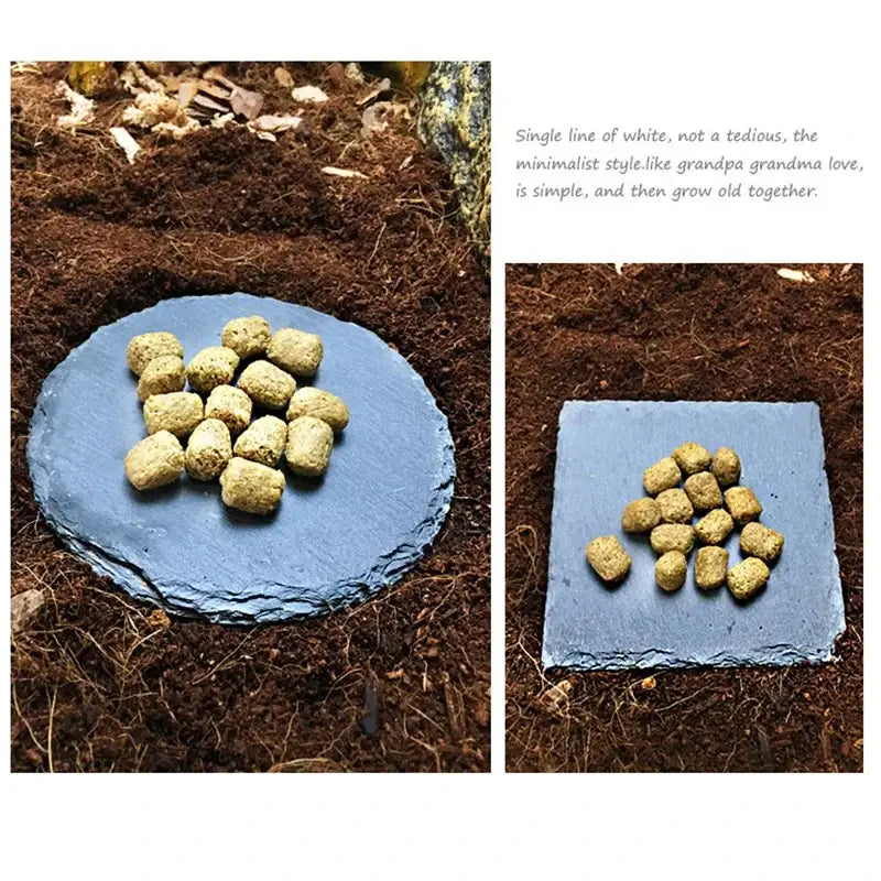 Blue slate tortoise slab mat natural rock food bowl plate holding golden-brown irregular pet food pellets